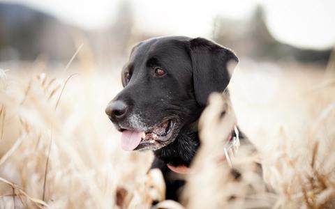 Are Grain Free Treats for Dogs and Grain Free Dog Food really better for my dog?